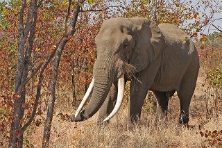 アフリカゾウ