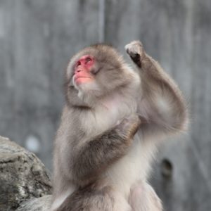 得意げなサル